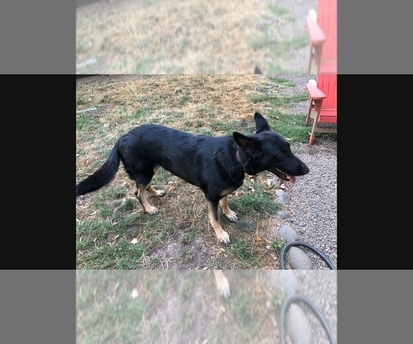 Medium Photo #1 German Shepherd Dog Puppy For Sale in GASTON, OR, USA