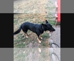 Small Photo #1 German Shepherd Dog Puppy For Sale in GASTON, OR, USA