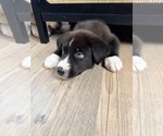 Puppy Billie Siberian Husky-Unknown Mix