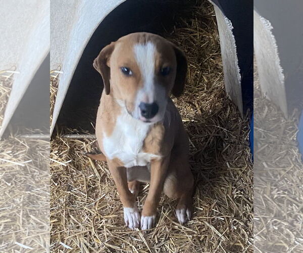 Medium Photo #8 Labbe Puppy For Sale in Attalka, AL, USA
