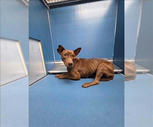 Medium Photo #1 Australian Kelpie-Unknown Mix Puppy For Sale in Conroe, TX, USA