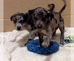 Small #2 Catahoula Leopard Dog Mix