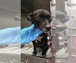 Small #1 Chihuahua Mix