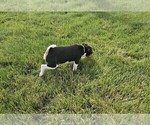 Small #5 Rat Terrier