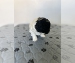 Small Photo #6 Poovanese Puppy For Sale in ORLANDO, FL, USA