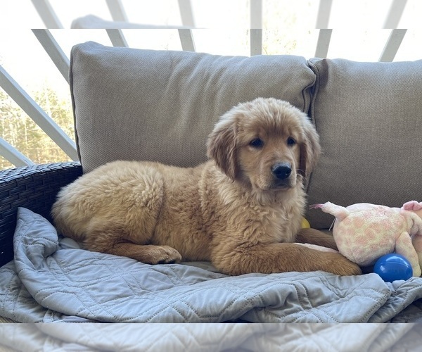 Medium Photo #1 Golden Retriever Puppy For Sale in FAIR PLAY, SC, USA