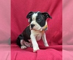 Small Photo #5 Boston Terrier Puppy For Sale in NARVON, PA, USA