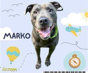 American Pit Bull Terrier-Labrador Retriever Mix Dogs for adoption in West Palm Beach, FL, USA