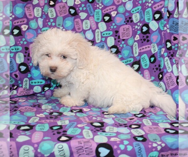 Medium Photo #6 Zuchon Puppy For Sale in BLOOMINGTON, IN, USA