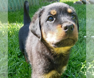 Rottweiler Puppy for sale in NORTH RIDGEVILLE, OH, USA