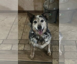 Mutt Dogs for adoption in Tabernash, CO, USA