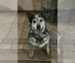 Buddy - Male Mutt Dog for Adoption - Small photo