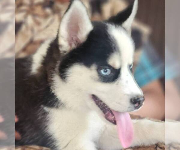 Medium Photo #1 Siberian Husky Puppy For Sale in HAMBURG, PA, USA