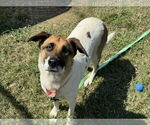 Small #1 Mutt