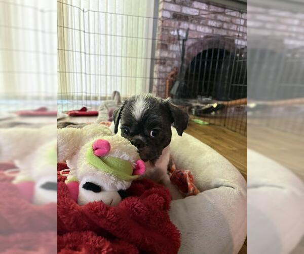 Medium Photo #1 Shih Tzu Puppy For Sale in Oakley, CA, USA