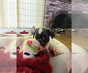 Shih Tzu Dogs for adoption in Oakley, CA, USA