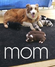 Mother of the Australian Shepherd puppies born on 08/16/2017