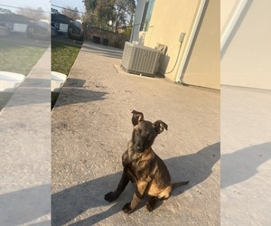Belgian Malinois Puppy for sale in STOCKTON, CA, USA
