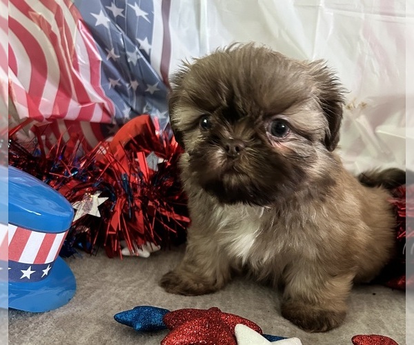 Medium Photo #11 Shih Tzu Puppy For Sale in DENTON, MD, USA