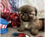 Small #10 Shih Tzu