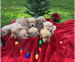 Small Photo #3 Golden Retriever Puppy For Sale in MOORESVILLE, NC, USA