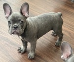 Puppy TORO French Bulldog