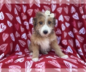 Aussiedoodle Miniature Puppy for sale in LAKELAND, FL, USA
