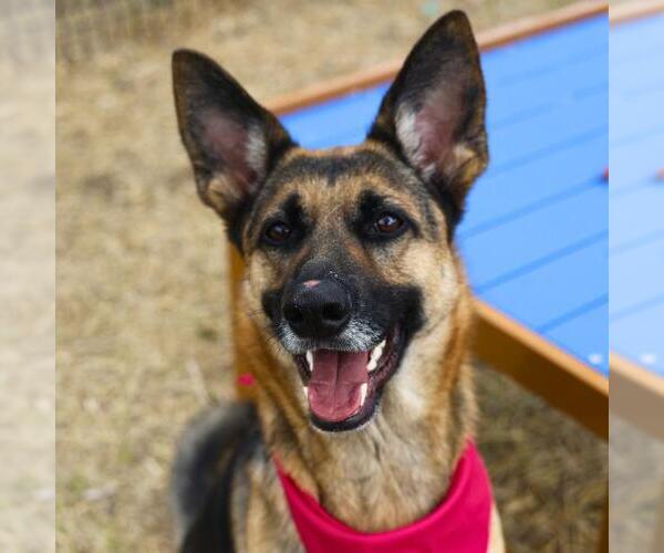 Medium Photo #1 Mutt Puppy For Sale in San Antonio, TX, USA