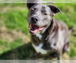 Small #11 Blue Lacy Mix
