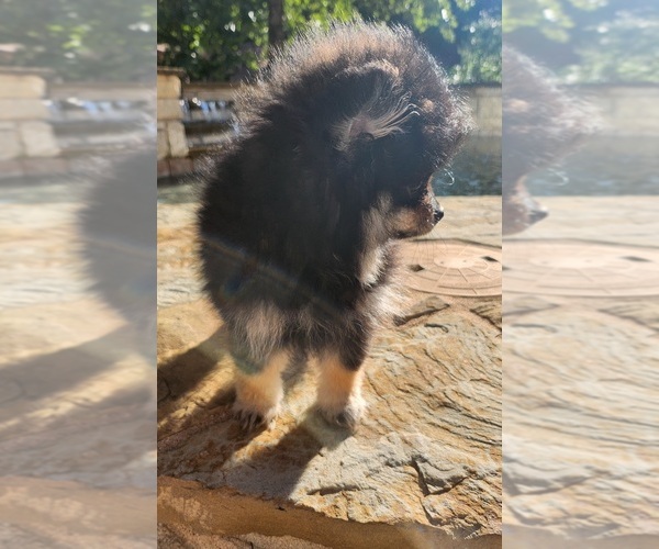 Medium Photo #7 Pomeranian Puppy For Sale in HARKER HEIGHTS, TX, USA