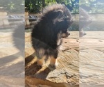 Small #6 Pomeranian