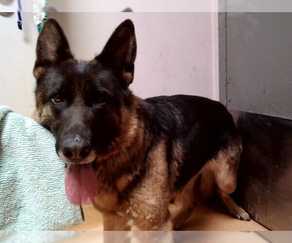 Medium Photo #1 German Shepherd Dog Puppy For Sale in Martinez, CA, USA