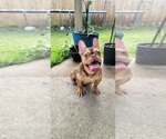 Small French Bulldog