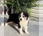 Small Photo #6 Australian Shepherd Puppy For Sale in SHALLOTTE, NC, USA