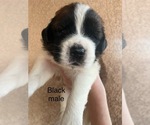 Puppy Black male Saint Bernard