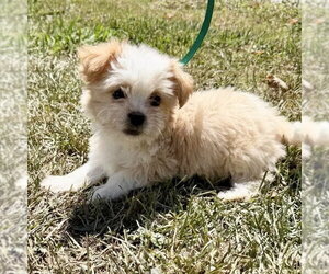 Shih Tzu Dogs for adoption in Spring Lake, NC, USA