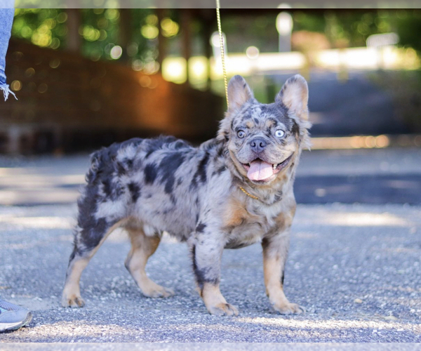 Medium Photo #1 French Bulldog Puppy For Sale in SKOKIE, IL, USA
