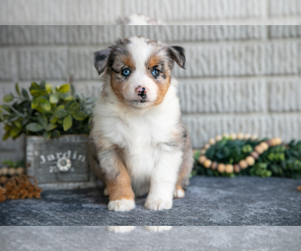 Medium Photo #3 Miniature Australian Shepherd Puppy For Sale in BALTIC, OH, USA