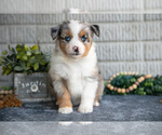 Small Photo #16 Miniature Australian Shepherd Puppy For Sale in BALTIC, OH, USA