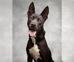 Small #2 American Pit Bull Terrier-American Staffordshire Terrier Mix