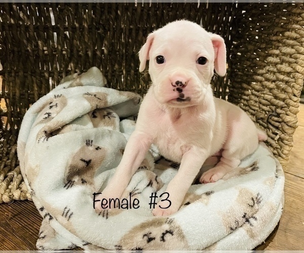 Medium Photo #5 Boxer Puppy For Sale in LOCUST DALE, VA, USA