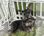 Puppy Cinna Schnauzer (Miniature)