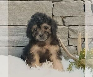 Poodle (Miniature) Puppy for sale in GORDONVILLE, PA, USA