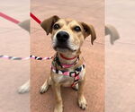 Small #5 Labrador Retriever-Staffordshire Bull Terrier Mix