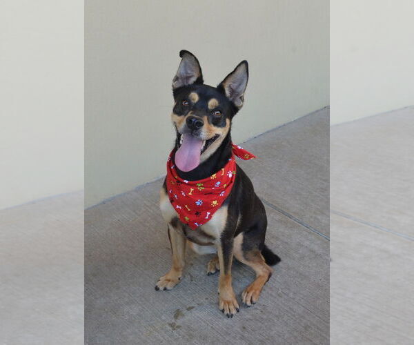 Medium Photo #3 Mutt Puppy For Sale in McKinney, TX, USA