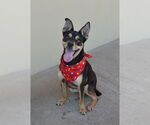 Small #2 Mutt