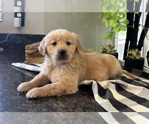 Golden Retriever Puppy for Sale in FRANKLIN, Indiana USA