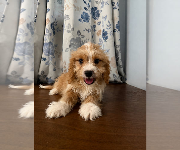 Medium Photo #2 Cavapoo (Miniature) Puppy For Sale in DURHAM, CT, USA