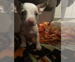 Puppy 0 Chihuahua