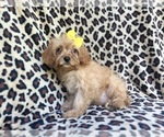Small #1 Cavapoo
